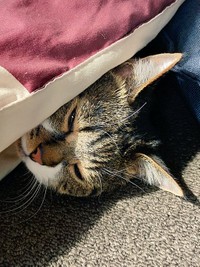 こたつでスヤスヤ=まりてつ(@marie_mamachan)さん提供