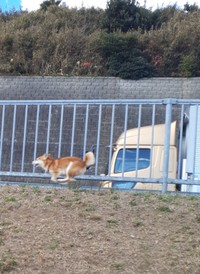 美しいフォーム！（画像提供：inosemarineさん）