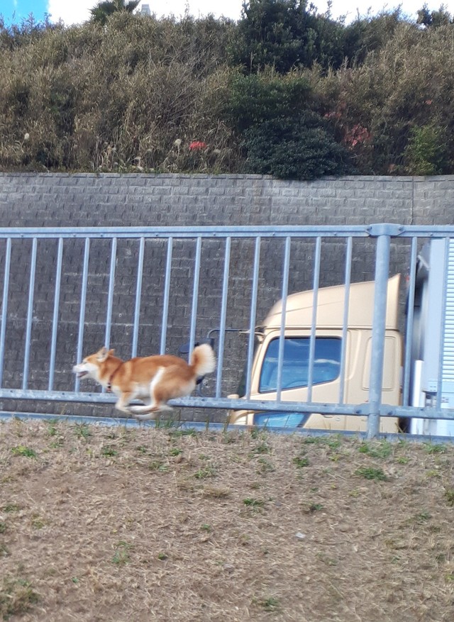 美しいフォーム！（画像提供：inosemarineさん）