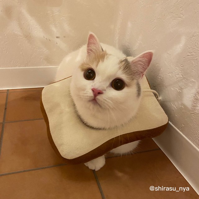 こんにちは！しらすです（提供写真）