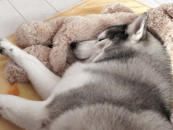 気持ちよくお休み中です　（インプレス提供）