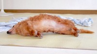 美味しそうなトンカツが揚がりました！？（提供：犬と猫と下僕さん）