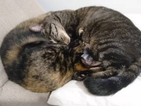 愛猫「あんず」、満月の夜の弾丸ダッシュ　少しでも長く見たいから、健康に気をつけて