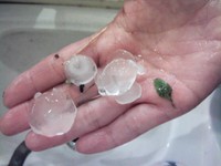 京都府京丹波町で実際に降ったひょう。しばらく時間がたって溶けた後だが、５００円玉ほどの大きさがあった（２０１４年６月、読者提供）