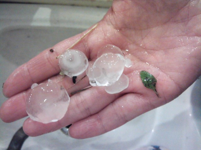 京都府京丹波町で実際に降ったひょう。しばらく時間がたって溶けた後だが、５００円玉ほどの大きさがあった（２０１４年６月、読者提供）