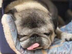 誰だ！　トイレシートのパッケージ写真のワンちゃんに驚いて吠えちゃうパグ「八兵衛」