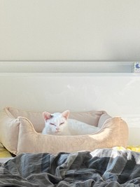 心地良さそうな表情＝たにゃさん（@kabukinoraneko）提供