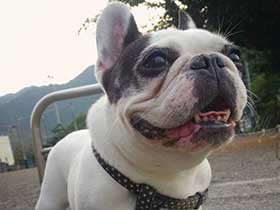 友だちもできてお散歩が大好きになったよ　フレブルの「ぽこ」