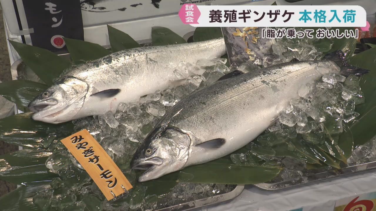 養殖ギンザケの入荷が本格化　仙台市中央卸売市場