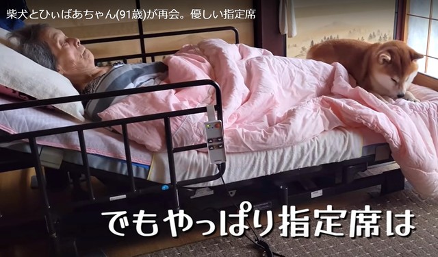 やっぱり指定席は、ひぃばあちゃんの足元（「シヴァ犬こむぎっす-KOMUGI」さん提供、YouTubeよりキャプチャ撮影）