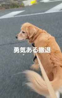 勇気ある撤退（こうたくんの飼い主さん提供、Instagramよりキャプチャ撮影）