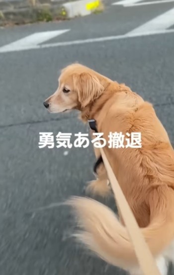 勇気ある撤退（こうたくんの飼い主さん提供、Instagramよりキャプチャ撮影）