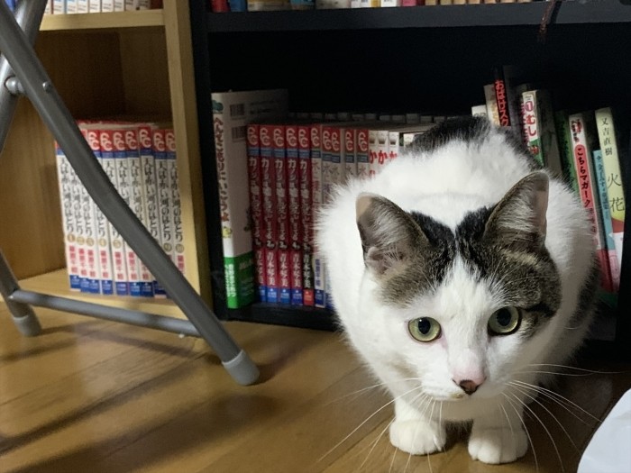 本棚の前で飛び出す準備