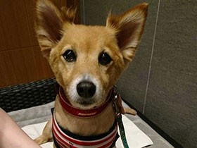 休みの日に家族と大好きなお出かけ　ミックス犬の「まる」