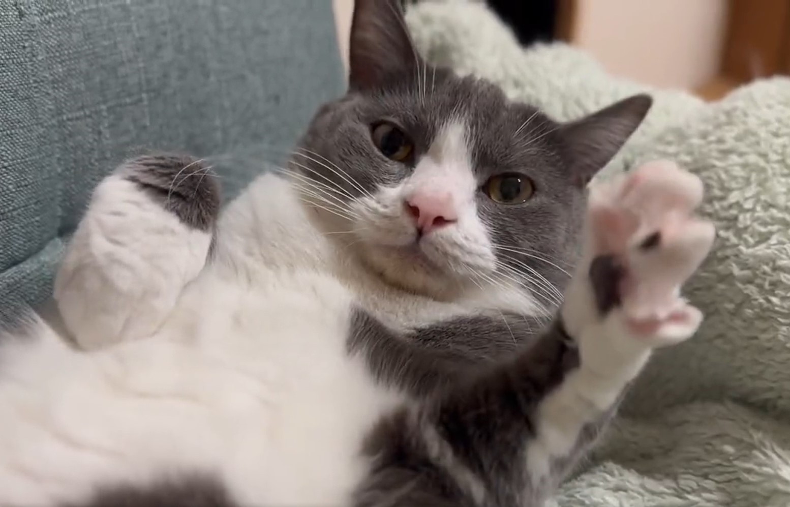 086a235a38bbe4e65a6a8204aaefca