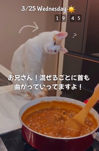 ハヤシライスを混ぜている様子に興味津々…首をかしげる「とらほー」くん（「ご飯と猫」さん提供、Instagramよりキャプチャ撮影）
