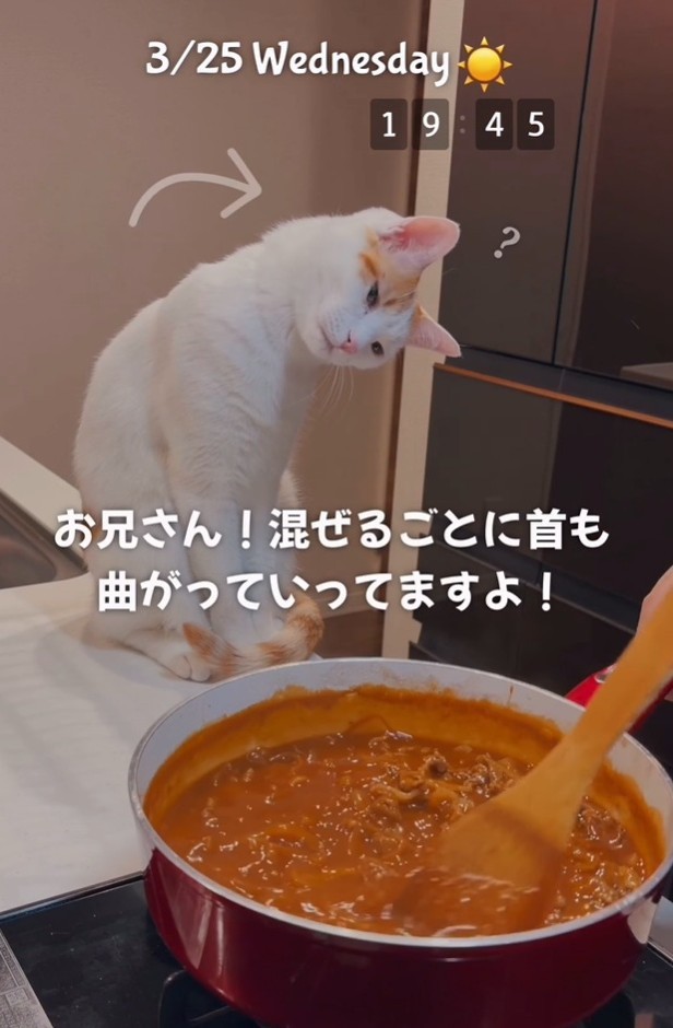 ハヤシライスを混ぜている様子に興味津々…首をかしげる「とらほー」くん（「ご飯と猫」さん提供、Instagramよりキャプチャ撮影）