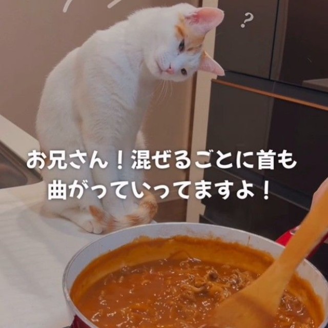 ハヤシライスを混ぜている様子に興味津々…首をかしげる「とらほー」くん（「ご飯と猫」さん提供、Instagramよりキャプチャ撮影）