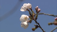 平年より5日早く岡山で桜の開花宣言　1週間から10日後に満開に