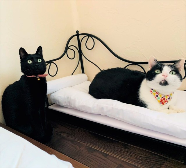 トトちゃんとお兄ちゃんのわかぽんくん。仲良しです