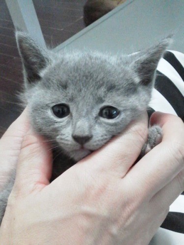 家にきたころの「Louis」