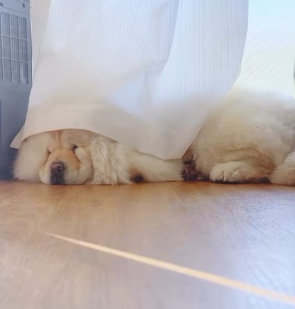 カーテンをかけて眠るもこみちゃん♡（提供：＠mokoyuki_chowpomeさん）
