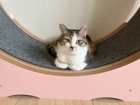 キャットホイールでお昼寝するネネちゃん（画像提供：パステル三毛猫_ネネさん）