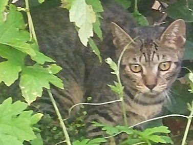 逃げられないと、猫は捨て身の「攻撃」に出る！