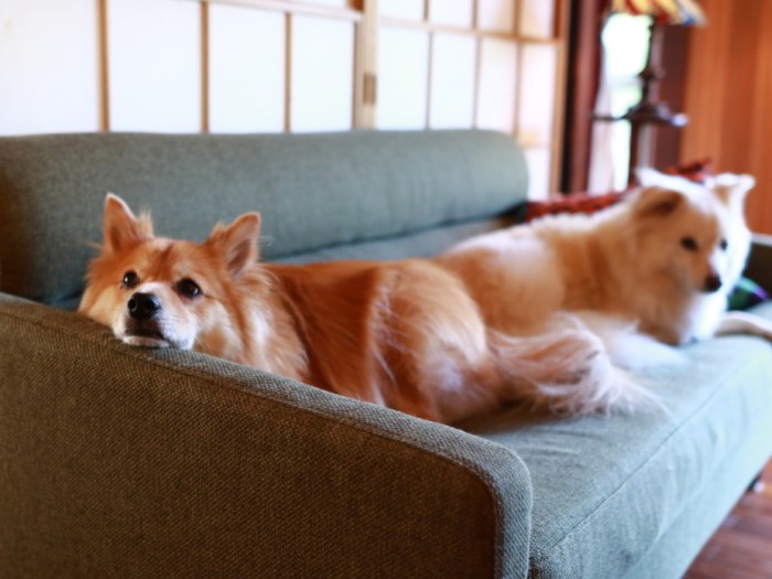 どこへも行かず働く気力もなくひたすら暇だった