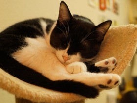 お一人様も居心地満点　新しい保護猫カフェ