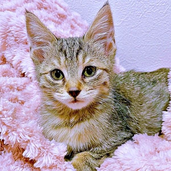 家での暮らしに慣れて、すくすく成長していったこまちゃん（画像提供：むぎさん）