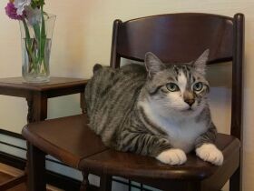 たまに掃除機で毛を吸われるんですよね～　物思いにふける雑種猫「春太郎」