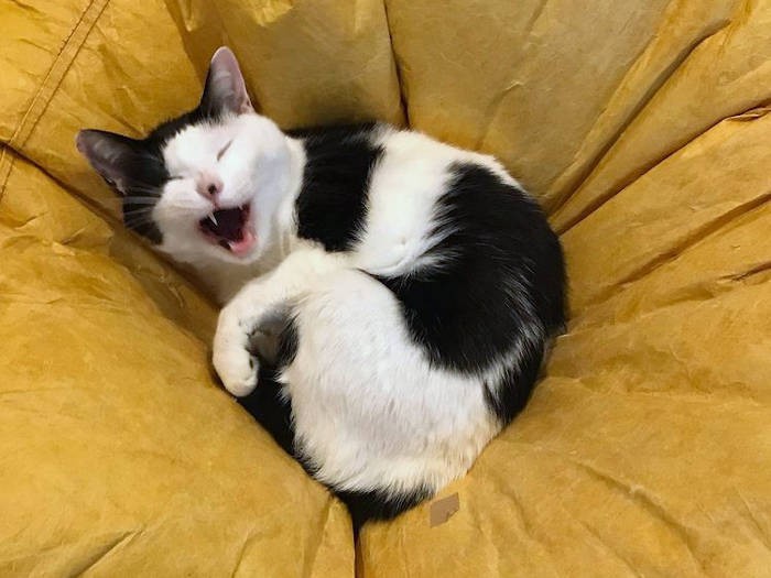 ミックス猫「ウシちゃん」。にゃはは～と笑って福を呼ぶ！