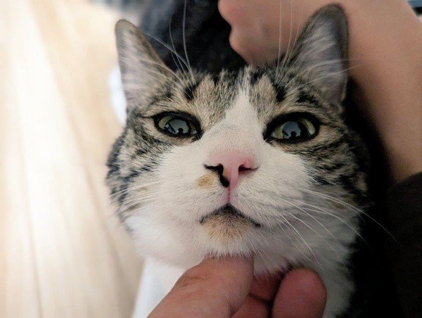 飼い主さんにくっつてうっとりするうなぎちゃん（画像提供：平岡さん）