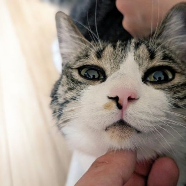 飼い主さんにくっつてうっとりするうなぎちゃん（画像提供：平岡さん）