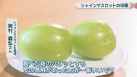 シャインマスカットを栽培／岡村義弘さん