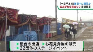 開花はいつ？　宮城県の桜の名所一目千本桜沿い　おおがわら桜まつり始まる