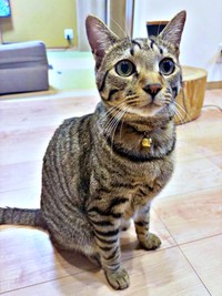 飼い主さんを見上げるzozoくん（画像提供：zozoさん）