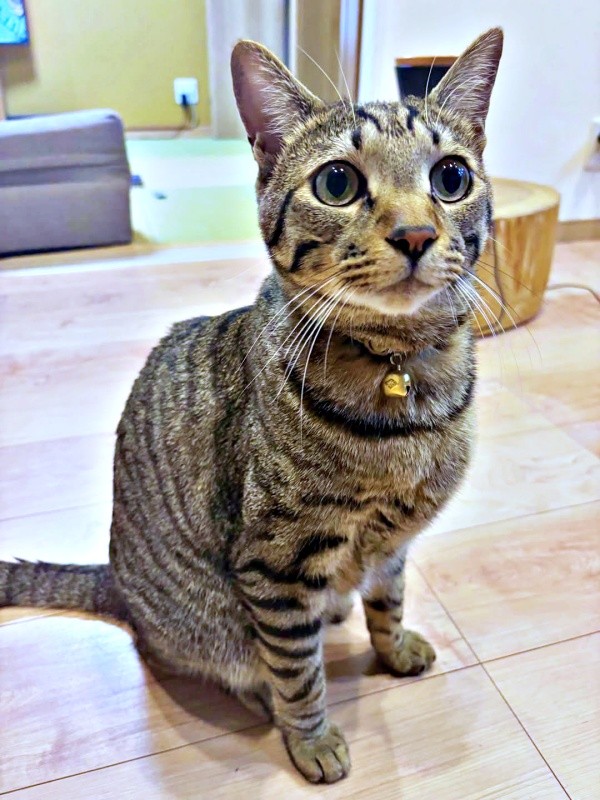 飼い主さんを見上げるzozoくん（画像提供：zozoさん）