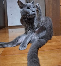 毛づくろいに励む空くん（画像提供：kurokoさん）