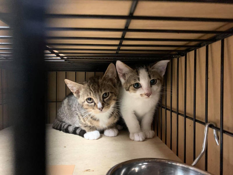 保護してすぐの頃。写真右がティム