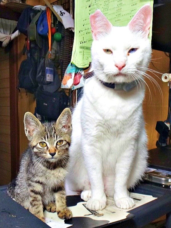 先住猫のポップくんが、キビくんのお兄さんがかりに（画像提供：やまざきうなむーさん）
