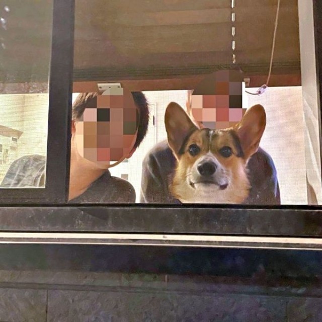 ママが仕事から帰るとーーニコくんらがお出迎え（画像提供：nicoさん）