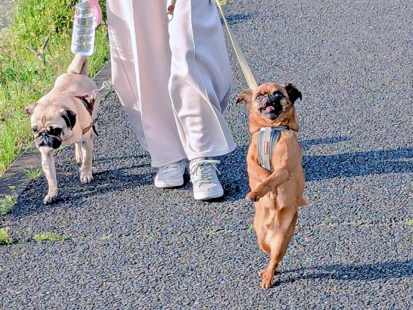 兄犬「ルンタ」くんと散歩！ 二足歩行するビノくん（画像提供：ルンタとビノさん）