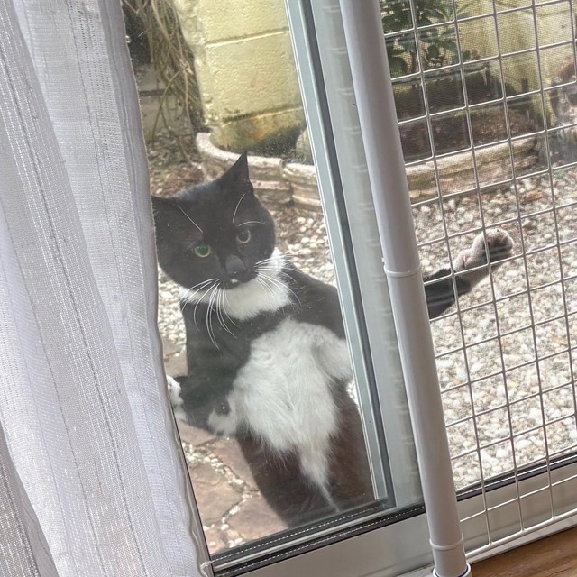 「家猫になりたいんですが…」画像提供：ねとこさん