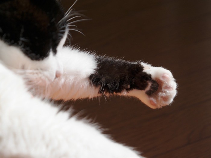 ひなたぼっこ（小林写函撮影）