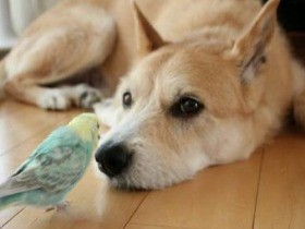 インコの空くんとにらめっこ、仲良しの保護犬ウッディ