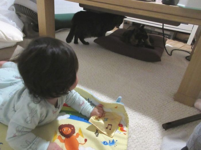 遊びながらも、猫たちが気になる赤ちゃん