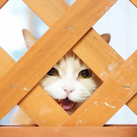 格子隠れ（写真協力・よねっちさん／白夜書房提供）