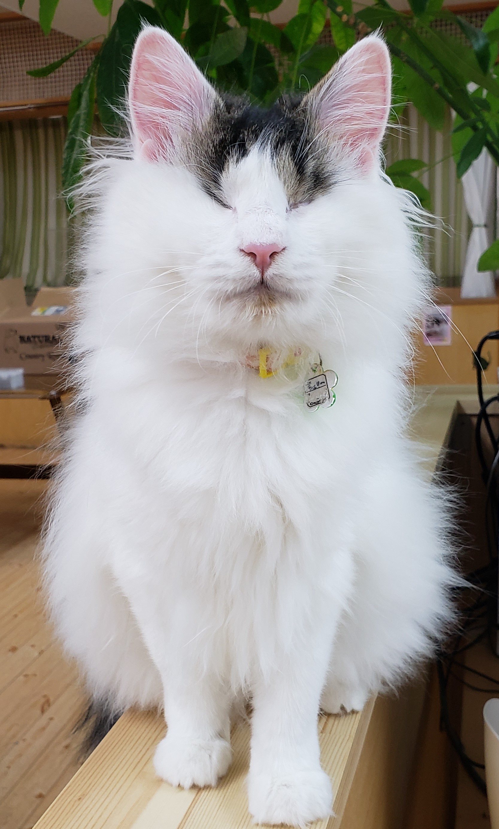 瞳の綺麗な猫姫のお花摘み SNSで「美しい」と話題になっ